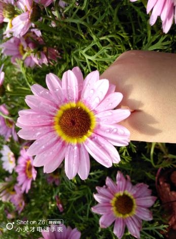 腕间镜头照见美好:小天才电话手表拓宽少年美育新实践(图2) 腕间镜头照见美好:小天才电话手表拓宽少年美育新实践(图2)